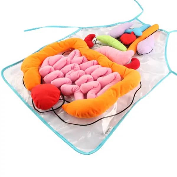 Educational Internal Organs Learning Toy – Kids Biology
